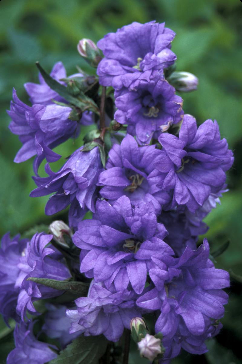 CAMPANULA trachelium Flore Pleno Mix - бели и сини (1454)